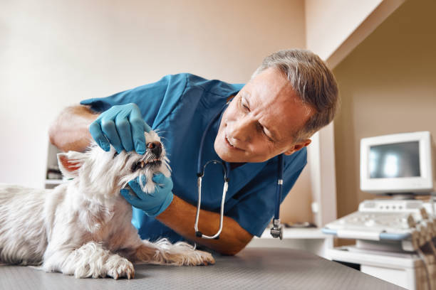 Best 24-Hour Emergency Dentist  in Lake Of The Woods, IL